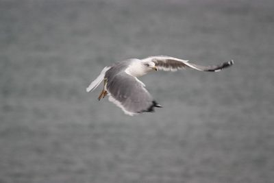 Seagull in flight