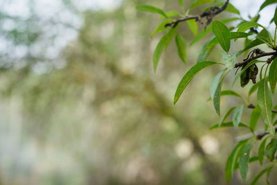 Close-up of green leaves on branches