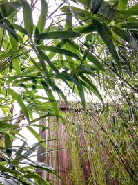 Low angle view of bamboo trees