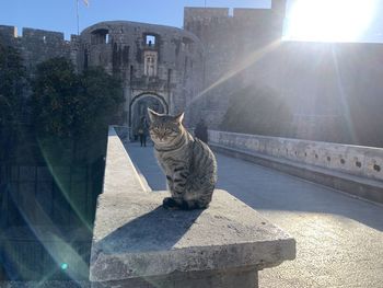 Cat looking at built structure