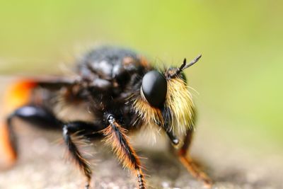 Close-up of bee