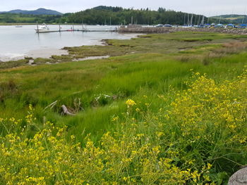 Scenic view of grassy field by lake