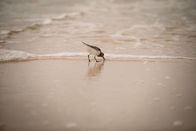 Sandpiper on beach