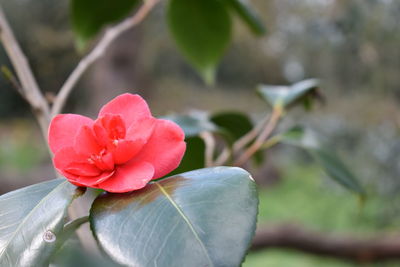 Close-up of pink flowering plant