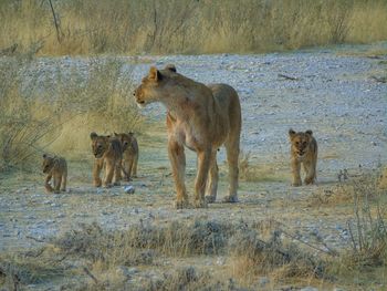 View of cats