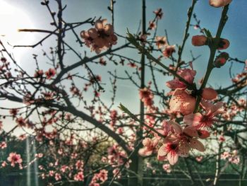 Low angle view of pink flowers