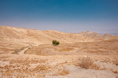 A tree in desert 