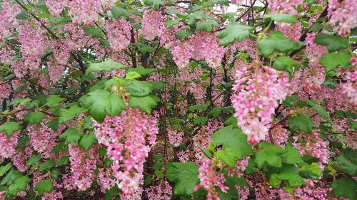 Close-up of pink flowers