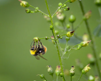 Close-up of bee pollinating on flower