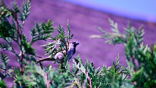 Bird perching on a plant