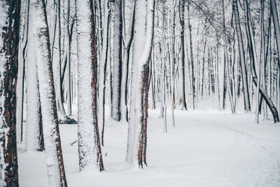 Snow covered land and trees in forest