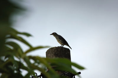 Bird perching on a plant