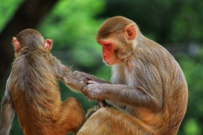 Baby monkey taking care of other monkey