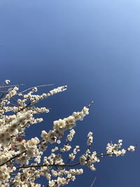Low angle view of flowering plant against blue sky