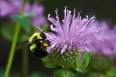 Close-up of bee pollinating on purple flower