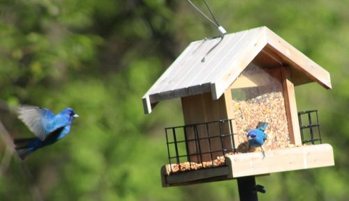 Two birds perching on birdhouse