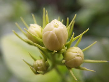 Close-up of white flowers