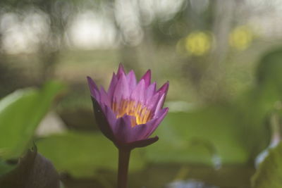 Close-up of pink water lily