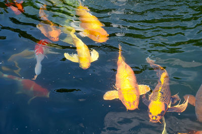 High angle view of koi carps swimming in water