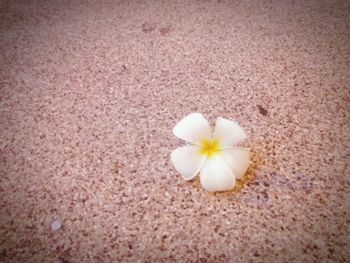 Close-up of white flowers