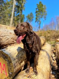 Dog standing on wooden planks 