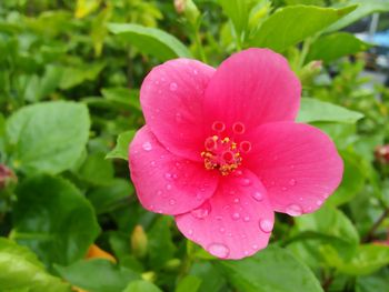 Close-up of wet pink flower blooming outdoors