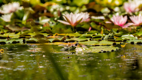 View of water lily and frohe in lake