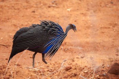 Side view of a bird on a field