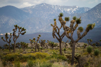 Scenic view of trees on field against mountains