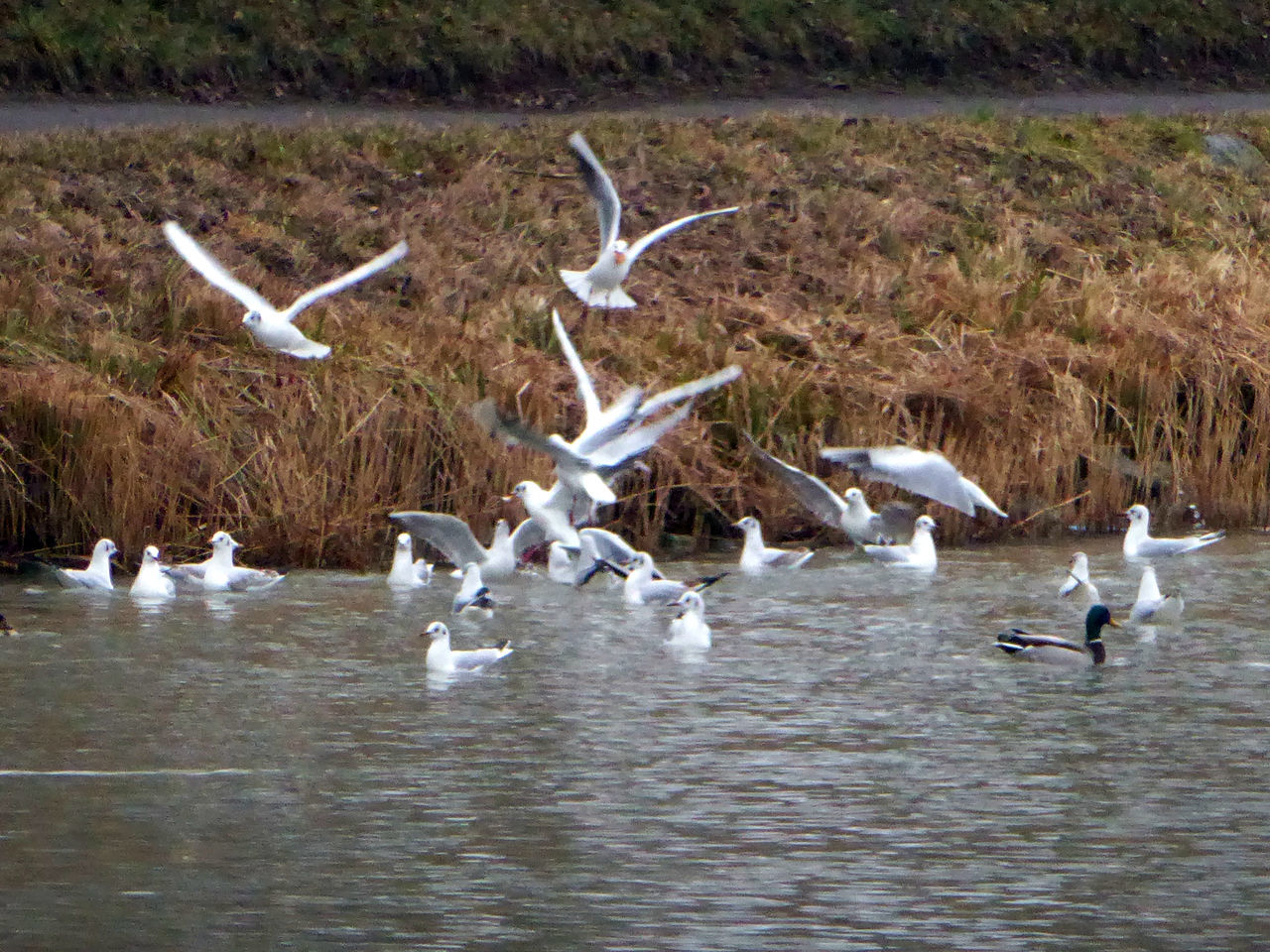 FLOCK OF BIRDS FLYING OVER CALM LAKE