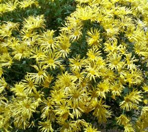 Full frame shot of yellow flowers