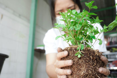 Close-up of hand holding plant