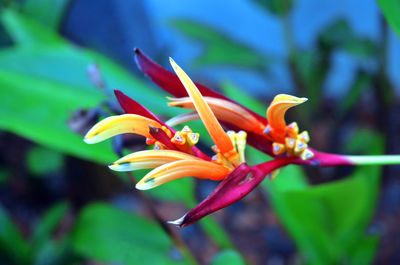 Close-up of red flowering plant