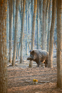 Wild boar standing by trees in forest