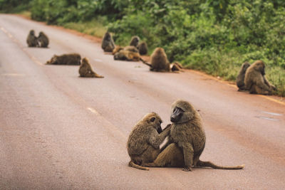 Monkey sitting on road