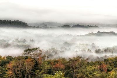 Scenic view of forest against sky