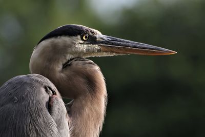 Close-up of a bird