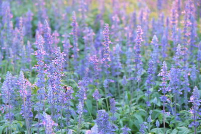 Close-up of lavender flowers blooming on field