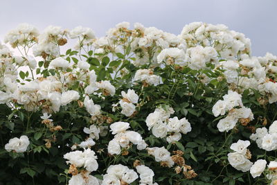 Close-up of white flowering plants on field