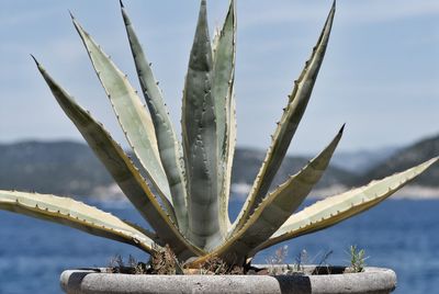 Close-up of prickly pear cactus