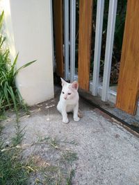 Portrait of cat by white door