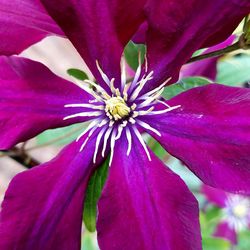 Close-up of purple flower blooming outdoors