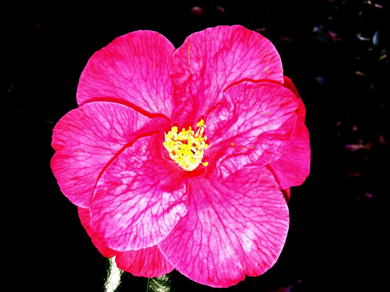 Flower petal pink color close-up flower head nature fragility red beauty in nature outdoors pollen no people plant freshness d