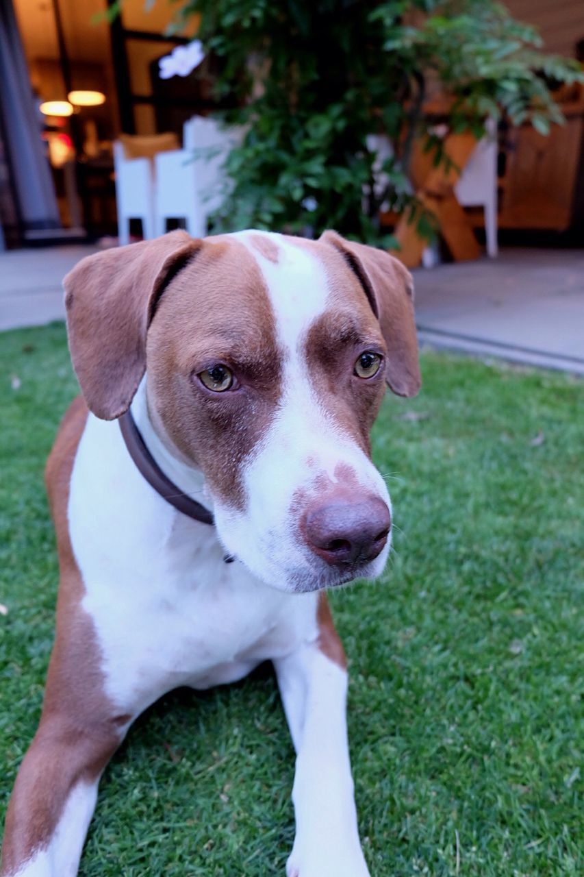 domestic animals, animal themes, dog, one animal, pets, mammal, animal head, portrait, grass, looking at camera, close-up, focus on foreground, front or back yard, pet collar, no people, day, front view, outdoors, standing