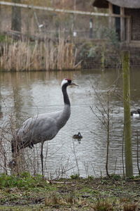 View of birds on lakeshore