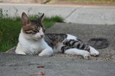 Close-up of cat lying on street
