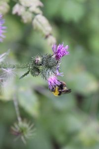 Close-up of bee on purple flowering plant