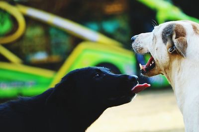 Close-up of dog sticking out tongue