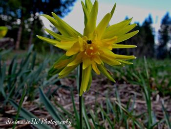 Close-up of yellow flower