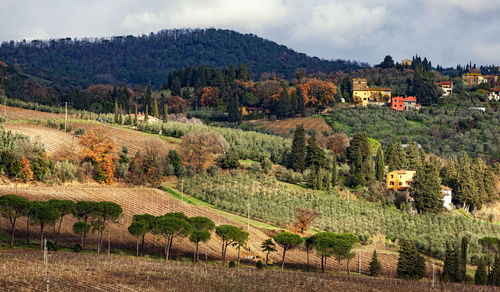 Tuscany hills rural countryside landscape, cypress passages and vineyards. wheat, olives cultivation